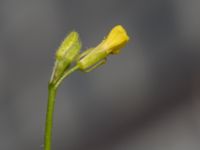 Sisymbrium orientale Centralen, Malmö, Skåne, Sweden 20150619_0012