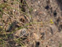 Sisymbrium orientale Centralen, Malmö, Skåne, Sweden 20181020_0058