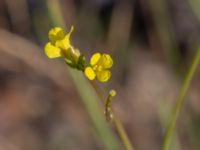 Sisymbrium orientale Centralen, Malmö, Skåne, Sweden 20181020_0059