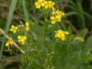 Sisymbrium volgense - Russian Mustard - Volgasenap