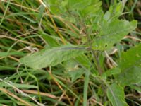 Sisymbrium volgense Lervik, Vellinge, Skåne, Sweden 20160718_0011