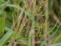 Sisymbrium volgense Lervik, Vellinge, Skåne, Sweden 20160718_0020