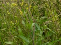 Sisymbrium volgense Lervik, Vellinge, Skåne, Sweden 20170609_0031