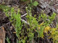 Thlaspi arvense Deponi Sankt Hans backar, Lund, Skåne, Sweden 20170623_0054