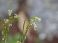 Turritis glabra Godsvägen, Osby, Skåne, Sweden 20240702_0102