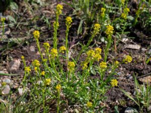 Barbarea intermedia - Medium-flowered Winter-cress - Mellangyllen