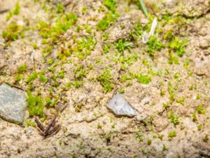 Aloina brevirostris - Short-beaked Aloe-moss - Liten toffelmossa