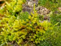 Homalothecium lutescens Fårhagen N delen, Bunkeflo strandängar, Malmö, Skåne, Sweden 20250201_0052