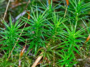 Polytrichum formosum - Bank Haircap Moss - Skogsbjörnmossa