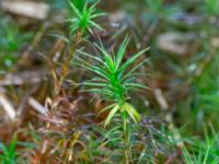 Polytrichum formosum Ädelgransplanteringen, Toarp, Malmö, Skåne, Sweden 20231113_0018