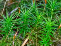 Polytrichum formosum Ädelgransplanteringen, Toarp, Malmö, Skåne, Sweden 20231113_0019