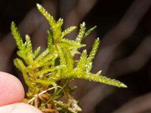 Pseudoscleropodium purum - Neat Feather-moss - Pösmossa