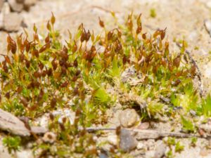 Pterygoneurum ovatum - Oval-leaved Pottia - Stjärtmossa