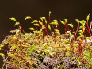 Rhynchostegium megapolitanum - Sandnäbbmossa