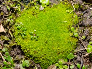 Streblotrichum convolutum - Lesser Bird's-claw Beard-moss - Liten neonmossa