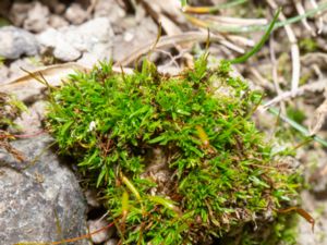 Aloina aloides - Common Aloe-moss - Smal toffelmossa