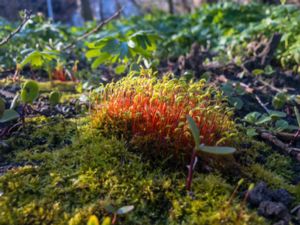 Amblystegium serpens - Ccreeping Feathermoss - Späd krypmossa