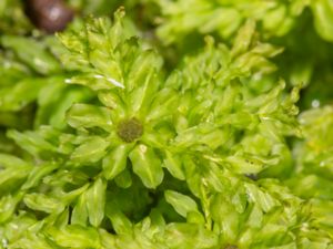 Plagiomnium undulatum - Hart's-tongue Thyme-moss - Vågig praktmossa