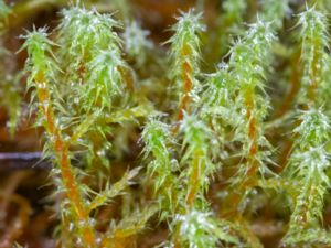 Rhytidiadelphus squarrosus - Springy Turf-moss - Gräshakmossa