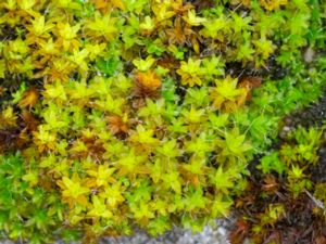 Syntrichia ruralis - Twisted Moss - Takmossa