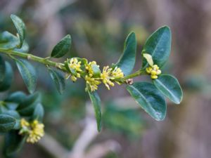 Buxus sempervirens - Common Box - Buxbom