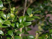 Buxus sempervirens Furulund, Kävlinge, Skåne, Sweden 20170409_0072