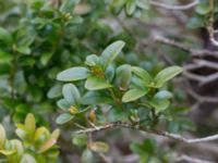 Buxus sempervirens Nybergs dunge, Bunkeflo strandängar, Malmö, Skåne, Sweden 20170408_0057