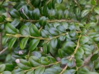 Buxus sempervirens Nybergs dunge, Bunkeflo strandängar, Malmö, Skåne, Sweden 20170408_0058