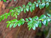 Buxus sempervirens Påarp, Helsingborg, Skåne, Sweden 20180408_0046