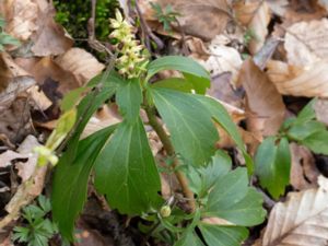 Pachysandra terminalis - Japanese Pachysandra - Skugg-gröna