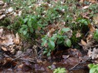 Pachysandra terminalis Långstorp, Höör, Skåne, Sweden 20170405_0201