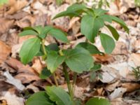 Pachysandra terminalis Långstorp, Höör, Skåne, Sweden 20170405_0210