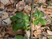 Pachysandra terminalis Långstorp, Höör, Skåne, Sweden 20170405_0212