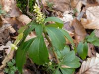 Pachysandra terminalis Långstorp, Höör, Skåne, Sweden 20170405_0213