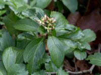 Pachysandra terminalis Långstorp, Höör, Skåne, Sweden 20170405_0244