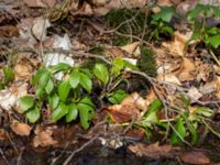 Pachysandra terminalis Långstorp, Höör, Skåne, Sweden 20180408_0083