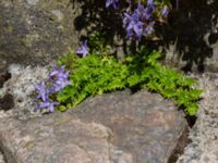 Campanula garganica Rudeboksvägen, Gunnesbo, Lund, Skåne, Sweden 20220618_0014