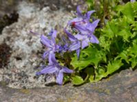 Campanula garganica Rudeboksvägen, Gunnesbo, Lund, Skåne, Sweden 20220618_0016