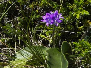 Campanula glomerata - Clustered Bellflower - Toppklocka