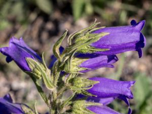 Campanula medium - Canterbury Bells - Mariaklocka