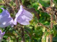 Campanula media Bäckaforsvägen, Klagshamn, Malmö, Skåne, Sweden 20180908_0049