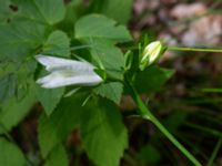 Campanula persicifolia Ödetomt Gunnarpsvägen, Tjörnarp, Höör, Skåne, Sweden 20200725_0233