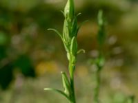 Campanula persicifolia Målareviken, Kalmar, Småland, Sweden 20190609_0105