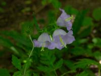 Campanula persicifolia Möllegårdsvägen, Arrie, Vellinge, Skåne, Sweden 20240626_0033