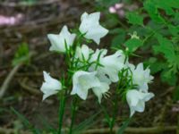 Campanula persicifolia Möllegårdsvägen, Arrie, Vellinge, Skåne, Sweden 20240626_0034