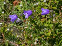 Campanula persicifolia Simris strandmark, Simrishamn, Skåne, Sweden 20150703_0083