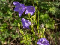 Campanula persicifolia Svanetorpsvägen, Åkarp, Lomma, Skåne, Sweden 20160716_0009