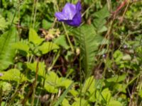 Campanula persicifolia Ulricedal, Malmö, Skåne, Sweden 20190617_0090