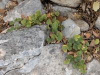 Campanula portenschlagiana Botanical Garden Biokovo, Kotinica, Tucepi, Croatia 20170804_1769