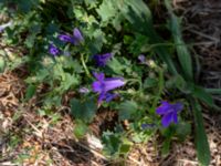 Campanula portenschlagiana Gärsnäsplanen, Johanneslust, Malmö, Skåne, Sweden 20190725_0002